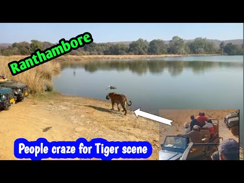 People Craze for Tiger Scene at Ranthambore I Best Tiger Sighting at Ranthambore Park Near Lake side