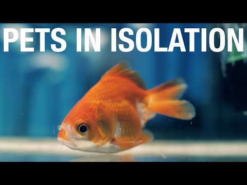 Hilarious! How Different Pets React to Self-Isolation