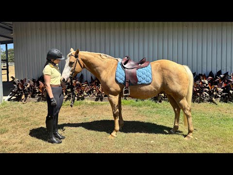 OFFERED FOR SALE- Fergus 11yo QH Gelding 