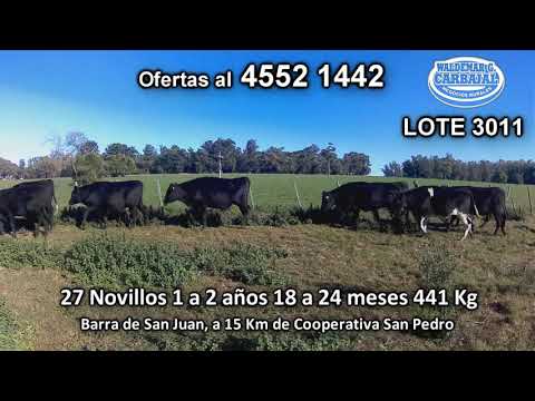 Lote 27 Novillos 1 a 2 años 22 AA/ HO - 5 HO 441 Kgkg -  en Barra de San Juan, a 15 Km de Cooperativa San Pedro