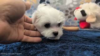 Video preview image #3 Maltese Puppy For Sale in OCALA, FL, USA