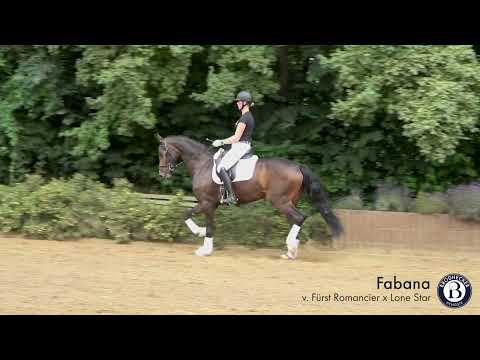 Fabana - Stute - 2018 geboren (Fürst Romancier x Lone Star)