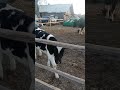 Старая корова Малышка и телочка Шанти друзья. #animal #животные #cow #cowvideos #коровы #теленок