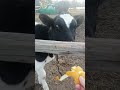 Старая корова Малышка и телочка Шанти друзья. #animal #животные #cow #cowvideos #коровы #теленок