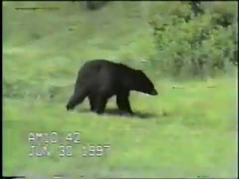Hidden Cat Chases Bear