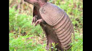 armadillo