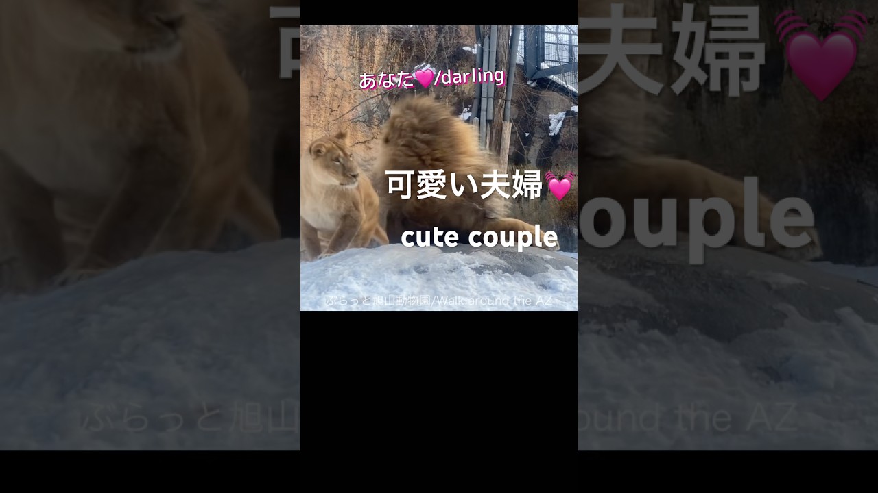 大好き🩷LOVE ＃ライオン #オリトイオイトフウレイ #ファミリー  #赤ちゃん  #lion #cute #animal  #cubs