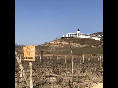 Chile Vineyards
