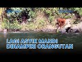 ️ Lagi Asyik Mandi Di Sungai 3 Pria Dihampiri Orang Utan
