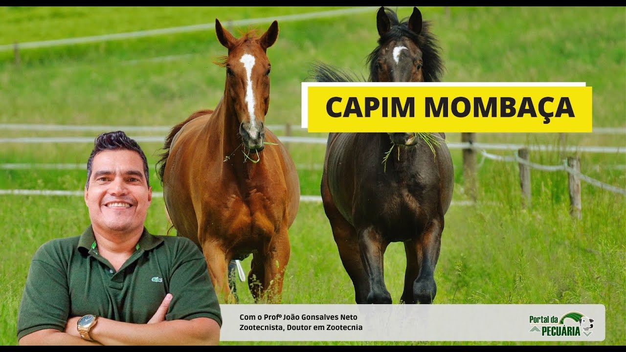 Can Mombaça grass poison horses?