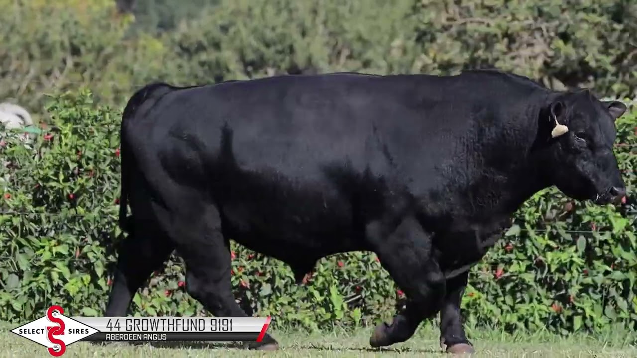 Vídeo 44 GROWTH FUND 9191