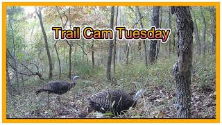 Trail Cam Tuesday - December 3, 2024