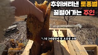 올겨울 최대 추위 버텨낸 한주먹 토종벌들 깨워주면서 꿀털어먹기