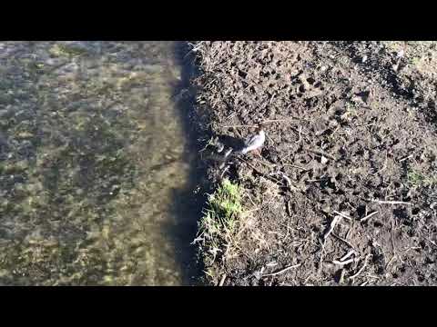 Romantischer Müglitz Fluss Schlottwitz, Müglitztal, Weesenstein Dohna Heidenau in die Elbe mündet.