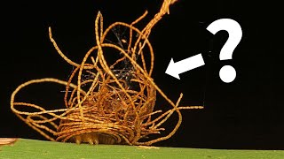 Insects Who Defend Themselves Using Their (        )!