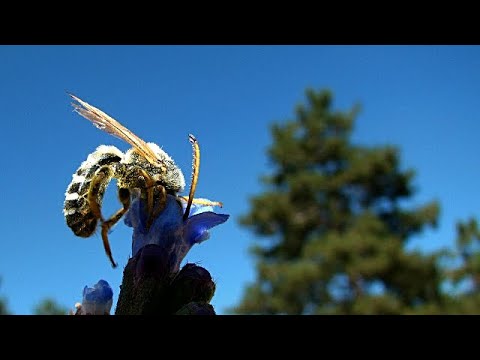 🎧 These Vibrating Insects Unlocks a Flower's Hidden Treasure | Beauty of Pollination | Relax nature