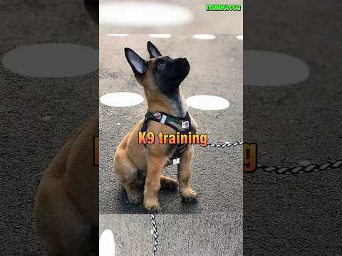 Puppy k9 training 🇺🇸 #dog #puppy #malinois #belgianmalinois #germanshepherd