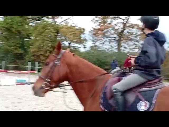 Hongre OC inscriptible new forest 