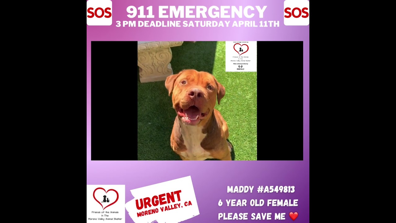Enlarge 911 URGENT! FOSTER OR ADOPTER NEEDED TODAY! Sweet girl Maddy is out of time , a Adoptable mixed breed in Anaheim, CA video 5/5