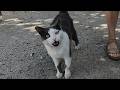 Three Talkative Stray Cats Meowing Very Loudly Suddenly Gathered Around Us