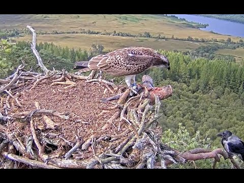 A Hoodie targets Sarafina and her fish, second one today, on the Loch Arkaig Osprey nest 6 Sep 2022