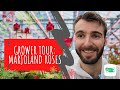 Red Roses And Much More Marjoland Roses In The Netherlands Rose Redrose Florist