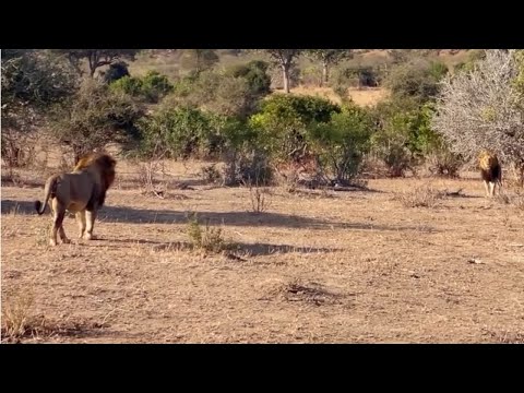 This lion brothers couldn't recognise each other for a moment