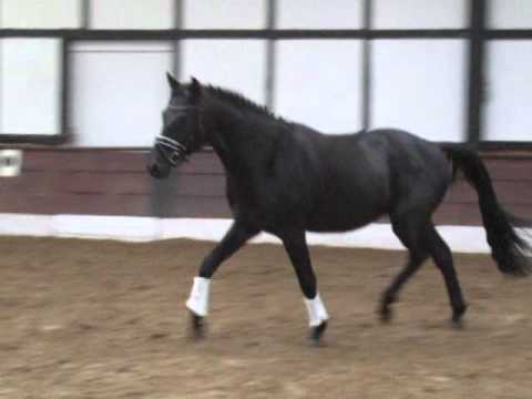 "PAV STRATEGE" 3j. DR v. Strahlemann - Niveau - VB 2.000,- Euro