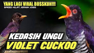 Download lagu YANG LAGI VIRAL BOSSKUH‼️KEDASIH UNGU GACOR SPEED RAPAT MEWAH | VIOLET CUCKOO GACOR TEMBAKAN PANJANG mp3 Download lagu YANG LAGI VIRAL BOSSKUH‼️KEDASIH UNGU GACOR SPEED RAPAT MEWAH | VIOLET CUCKOO GACOR TEMBAKAN PANJANG mp3