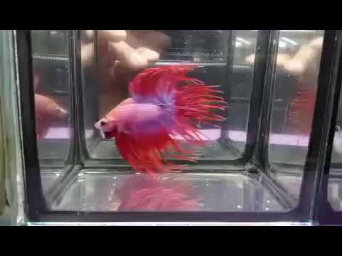 (MV-033) Red Fancy Grizzle Crown Tail Male Betta