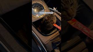 兄弟猫が家に来た日のvlog #猫 #兄弟猫 #猫を預かった日 #猫vlog #shorts