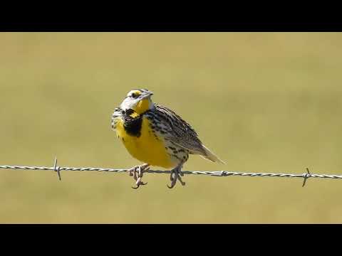 Eastern Meadowlark calling