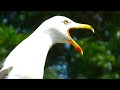 Seagull Screaming Warning Calls Amazing Seagull Sounds