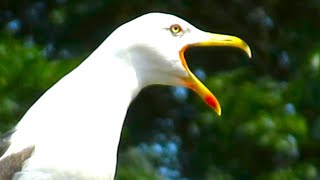 Seagull Screaming Warning Calls - Amazing Seagull Sounds
