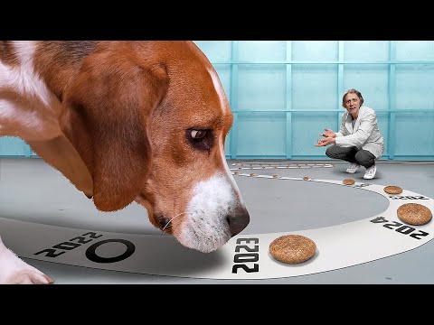 How many pieces of food will a dog eat if it is not stopped?