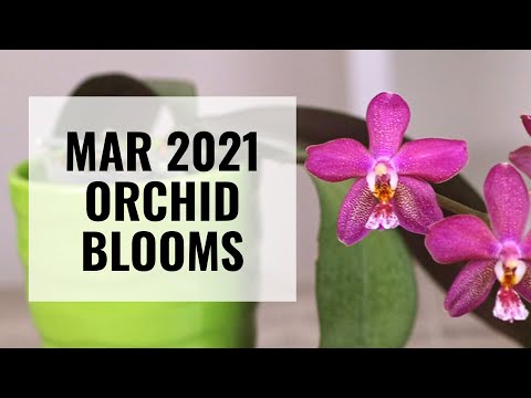 What's in Bloom? Mostly Phalaenopsis - March 2021 Orchid Blooms