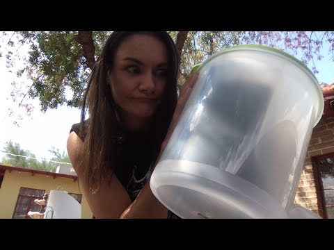 Eating the world's stinkiest fish! Surstromming Challenge!