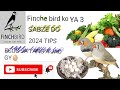 finch breeding tips/ finch complete information/ finch bird sa Kasa achi breed ly