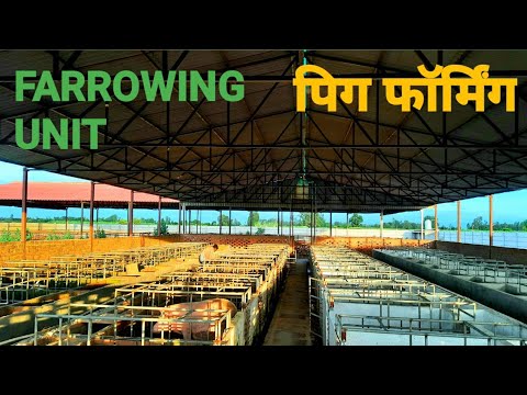 White gilt female pig farm