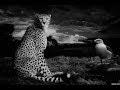 Gabor Szabo - Cheetah
