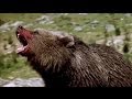 The Bear vs Puma - Beautiful Music Video HD