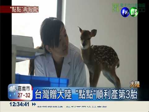 梅花鹿"點點"報喜 產下第三胎!