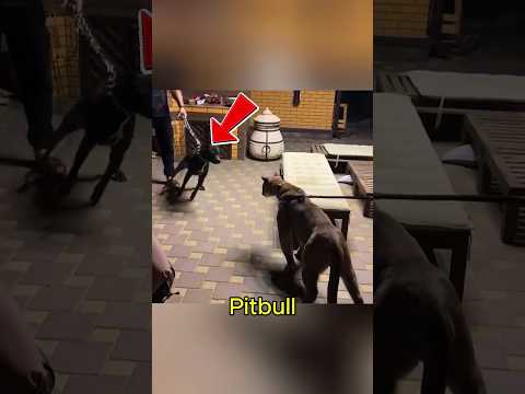 Confrontation between a pit bull and a puma #pitbull #puma