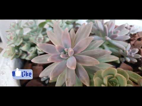 Graptosedum Francesco baldi #evolução