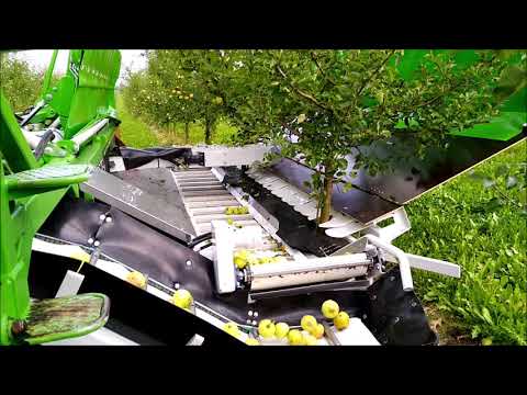 OE 4.5 FRUMACO Shake and Catch Harvester / Cosechadora / Vollernter