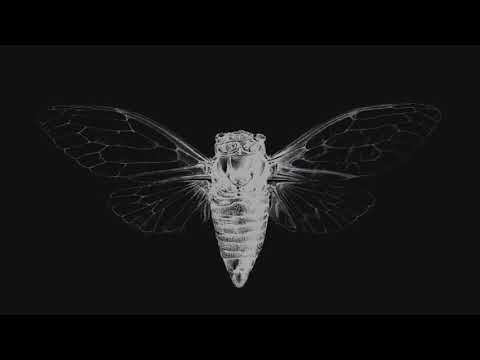 download lagu mp3 mp4 Cicada 3301 Music, download mp3 Cicada 3301 Music free download mp3, download mp3 Cicada 3301 Music