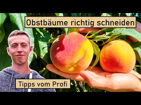Obstbaumschnitt für Anfänger🍑🍐🍎🍏🍒 Häufige Fehler und wie man sie vermeidet! Anleitung vom Obstprofi