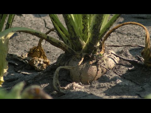 Sugarbeet Struggles