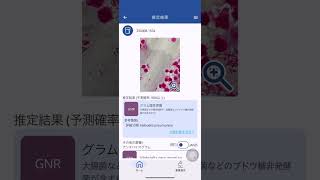 BiTTE®-iE使い方~カメラから推定 #グラム染色 #ai #微生物 #画像AI #抗菌薬適正使用 #薬剤耐性 #AMR #BiTTE #バイオサイエンス