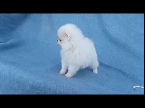 teddy bear pomeranian puppy